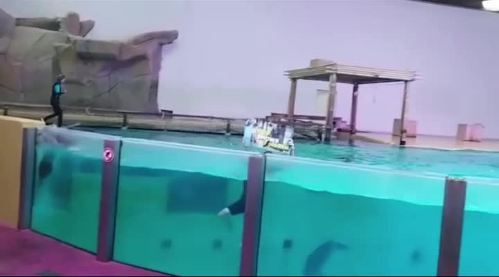 Where to Find Wallonie Dauphins Captivity Data: A Current Void